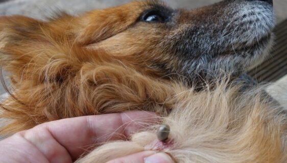 Närbild av hund med en fästing som syns i pälsen