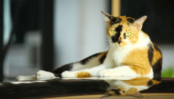Trefärgad innekatt ligger utsträckt på en blank yta