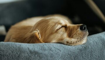 Golden retrievervalp som sover lugnt på en mjuk grå bädd