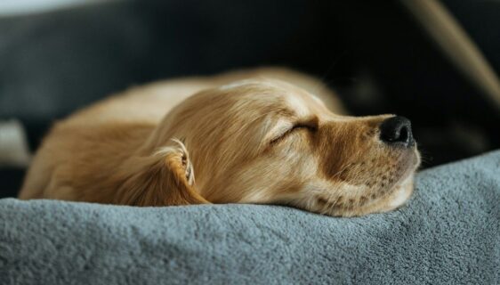Golden retrievervalp som sover lugnt på en mjuk grå bädd