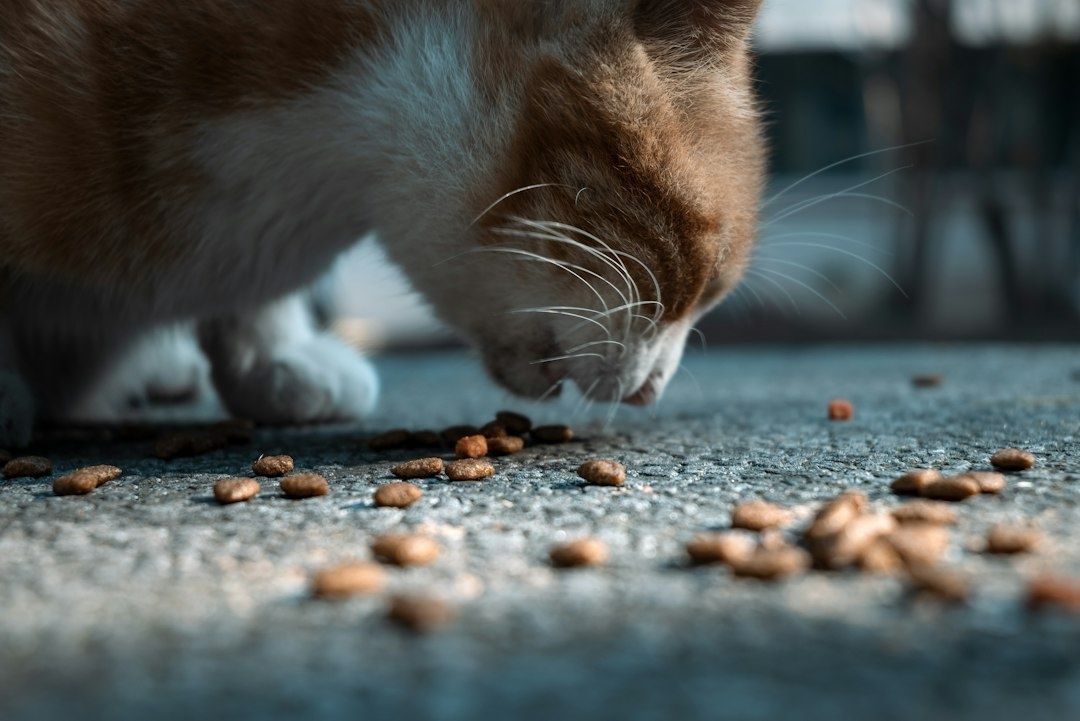 Närbild av en katt som äter torrfoder från golvet