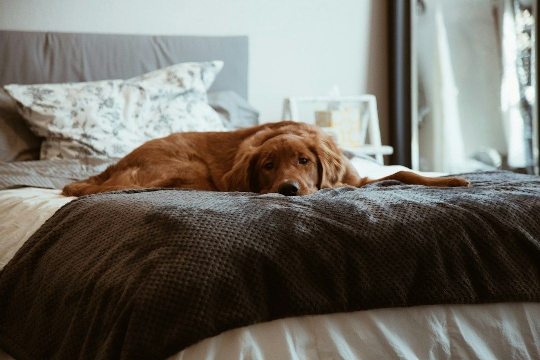 Golden retriever vilar ensam på en bäddad säng i hemmet